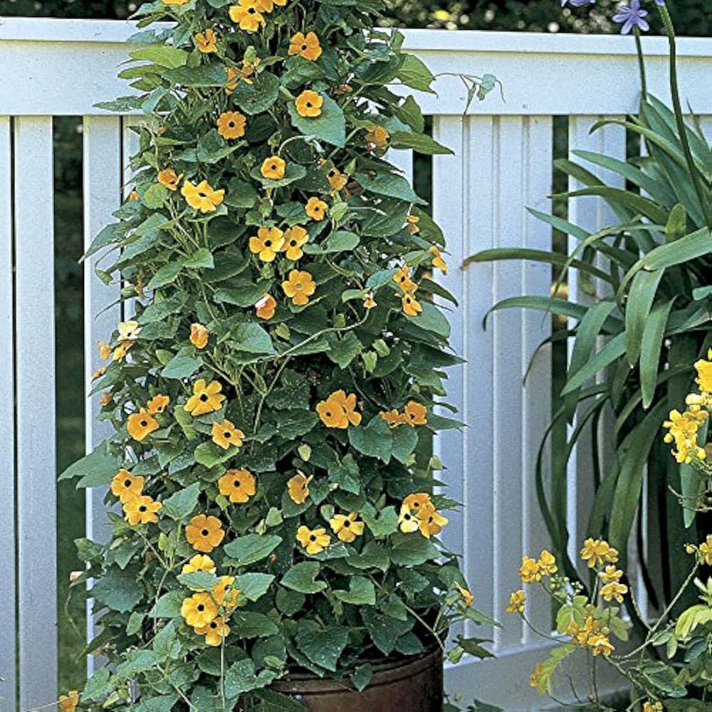 Black-Eyed Susan Rudbeckia hirta flower seeds for planting in home garden and garden borders - for planting in home garden