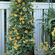 Black-Eyed Susan Rudbeckia hirta flower seeds for planting in home garden and garden borders - for planting in home garden