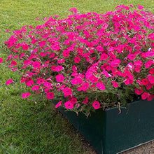 Double Petals Petunia Seeds (Petunia spp.) known for hanging Baskets