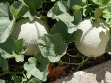 White Melon Seeds (Cucumis melo) for productive rows in the Big Variety in Backyard Garden
