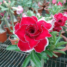 Red Desert Rose Adenium Seeds for reliable seasonal color