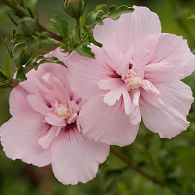 Hibiscus Dasysisycalyx Neches Rosemallow Seeds