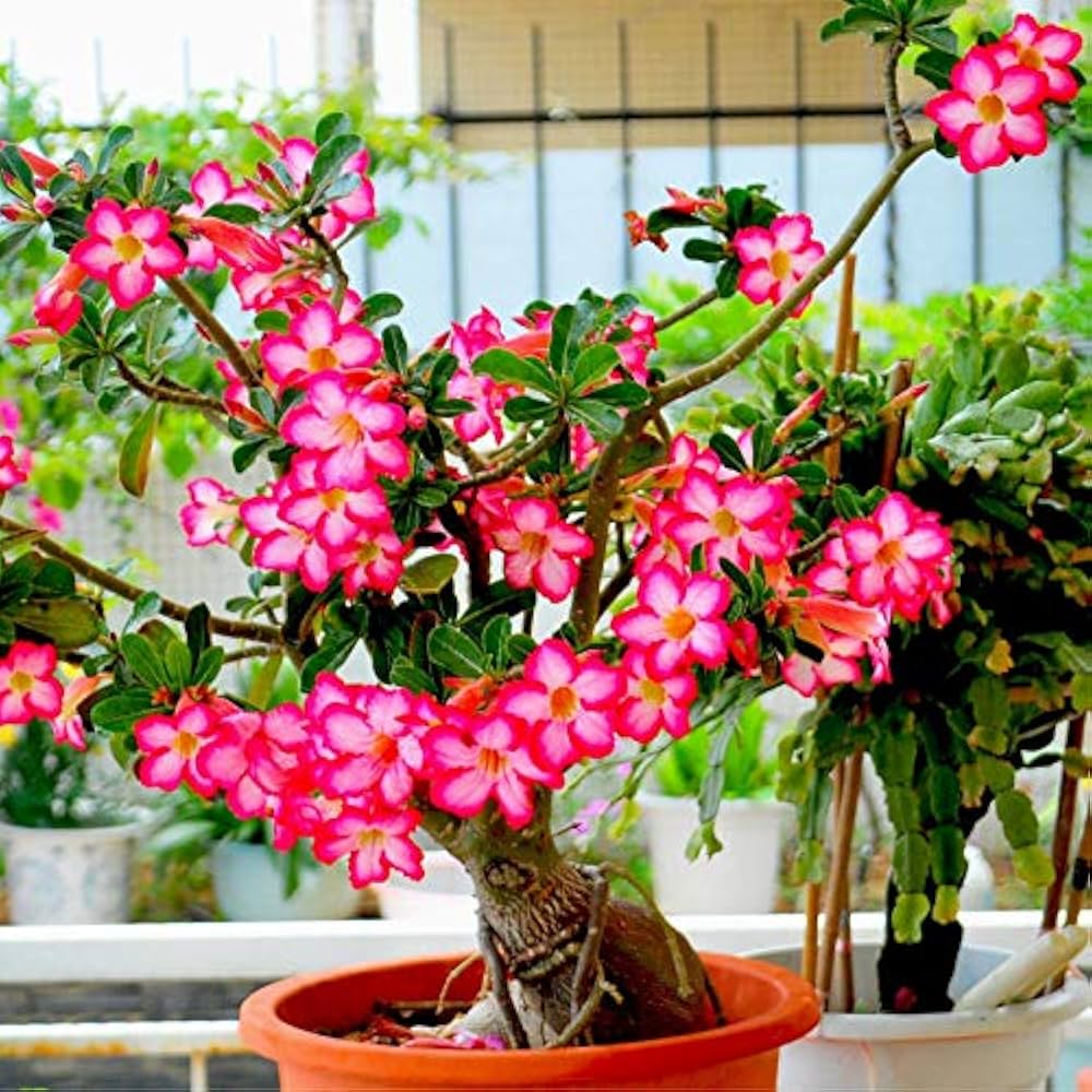Adenium Obesum Rainbow Desert Rose Seeds