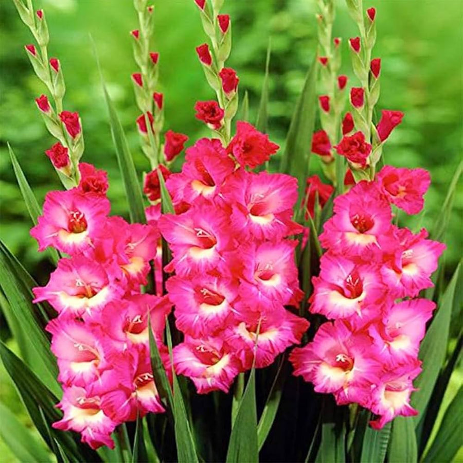 Red and white gladiolus flower seeds