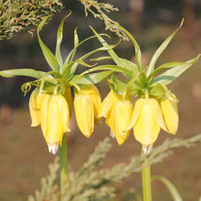 Yellow Fritillaria Kaiserkrone Bonsai for Flower Garden Seeds for growers establishing the Flower Garden
