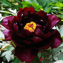 Peony Root (Paeonia suffruticosa) seeds for garden planting