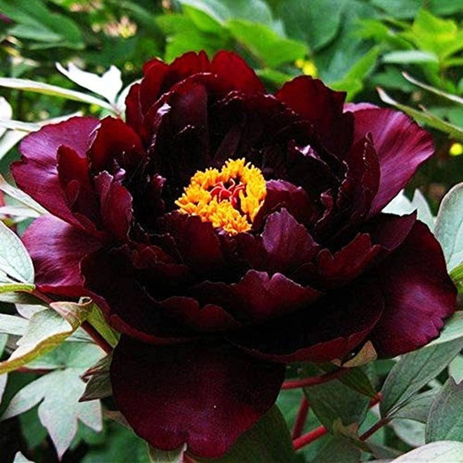 Peony Root (Paeonia suffruticosa) seeds for garden planting
