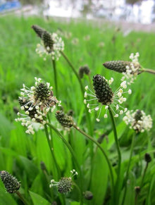 Mixed Lanceolata Seeds (Plantago lanceolata) for a lasting display in the Meadow
