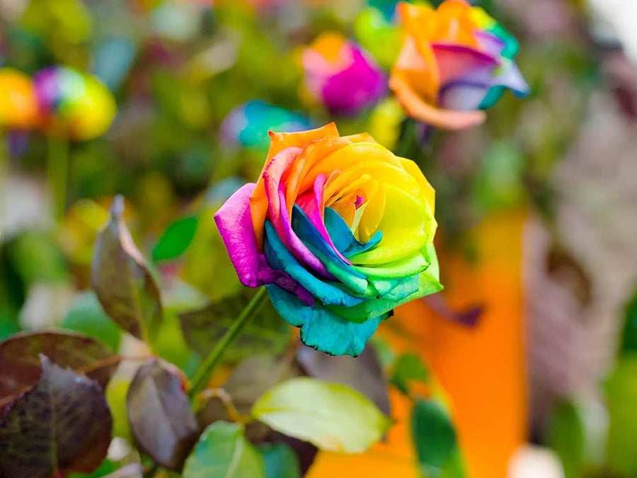 Rose Rosa Hybrida Rare Rainbow Flower Seeds for Planting – Colorful Blooms for Home Garden and Decorative Use