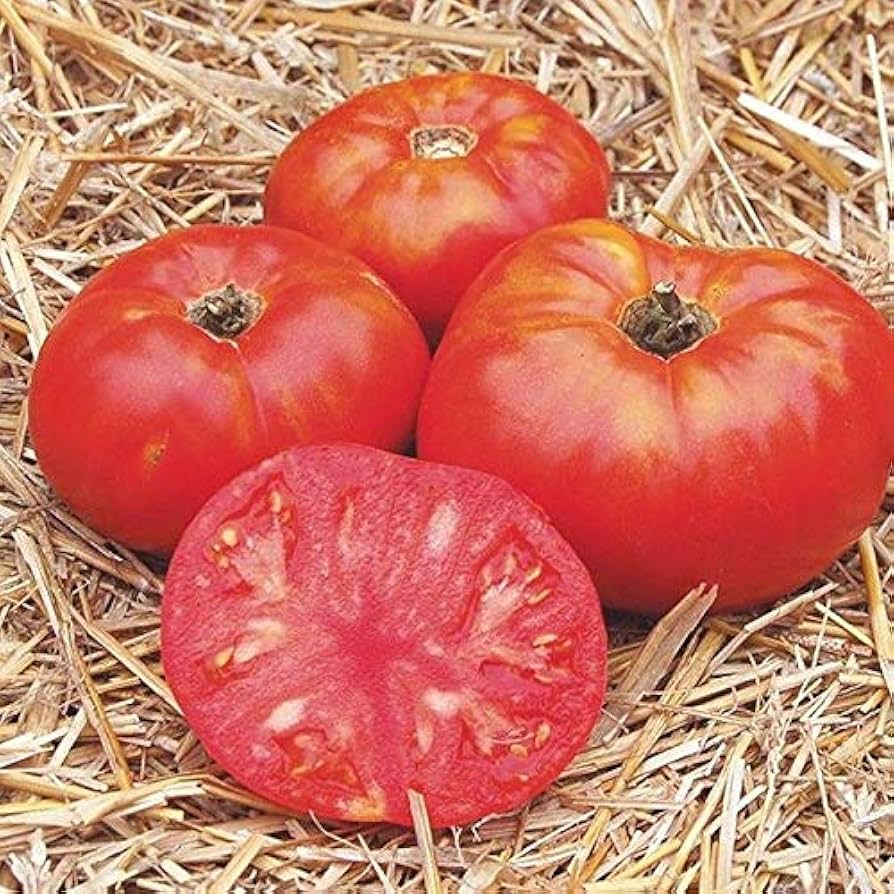 Organic Cosmonaut Volkov tomato seeds (Solanum lycopersicum) for flavorful fruits