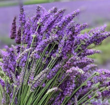 Dark Gray Lavender Seeds for cooks growing their own fresh herbs