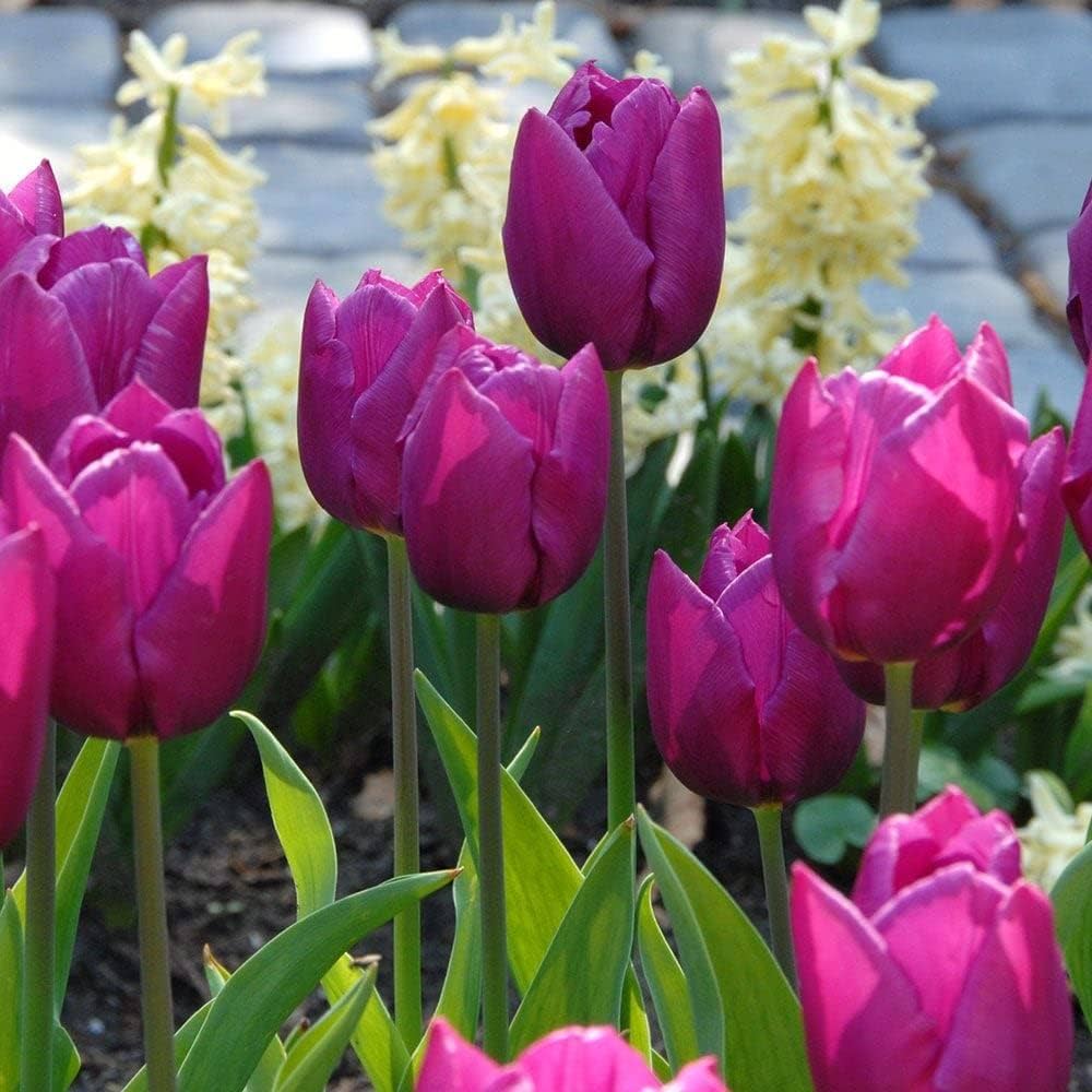 Purple Tulip Bulbs for Planting
