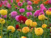 Dolly Flower Balcony Seeds for a colorful addition to any planting