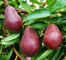 Bartlett Pyrus Pear Seeds prized for fruit Trees