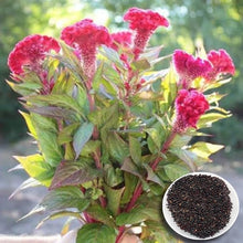 Cockscomb Celosia Cristata Seeds for reliable seasonal color