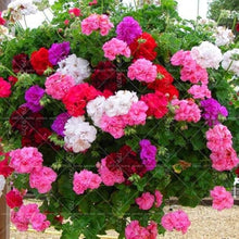 Pelargonium Peltatum Geranium Seeds for reliable seasonal color