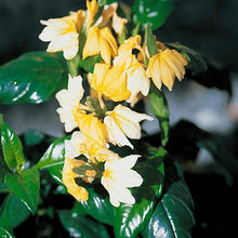 Crossandra Seeds for growers seeking a long-blooming display