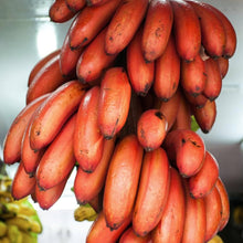 Banana Tree Seeds (Musa acuminata) for a homegrown harvest from the Tropical Home Garden Planting