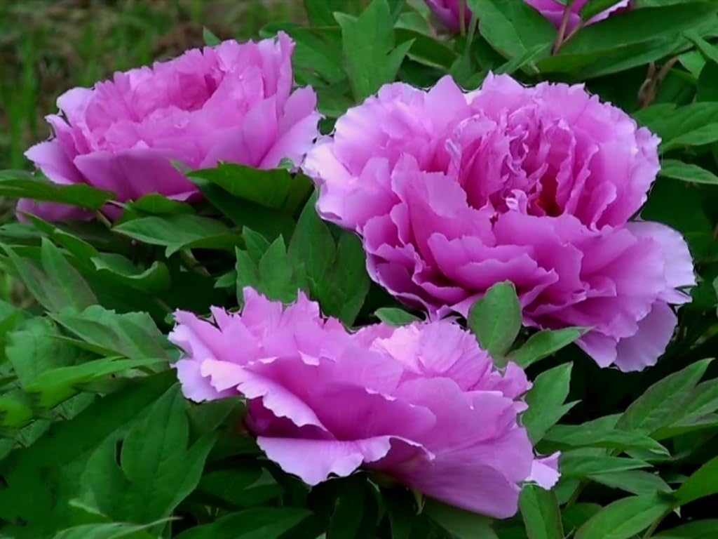 Chinese Peony ��������� Paeonia suffruticosa ��������� for indoor patio bonsai planting