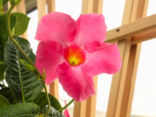 Mandevilla Sanderi Seeds for colorful blooms in the Pink Garden