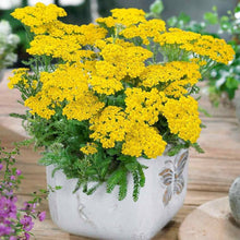 Yellow Yarrow Seeds (Achillea millefolium) for a bright addition to the Dry Flower Border