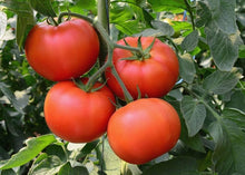 Vecchio Wyandotte Tomato Seeds valued by growers for flavorful Harvests