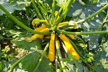 Crookneck Squash Seeds (Cucurbita pepo) for productive rows in the backyard kitchen garden beds