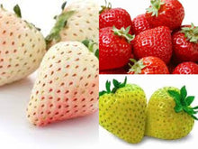 Mixed Strawberry Fragaria × ananassa Seeds for growers planting the vegetable patch urban garden