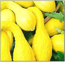 Yellow Crookneck Squash Seeds known for early Summer Harvest