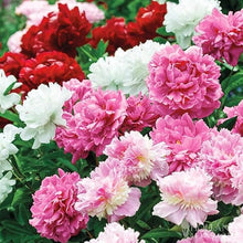 Precious White Peony Seeds for a lasting addition to the landscape