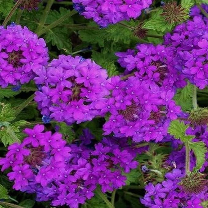 Verbena Verbena Tenuisecta Moss Ground Cover Flower Seeds for Planting – Spreading Blooms for Borders and Lawn Edges