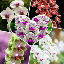 Phalaenopsis Orchid Seeds (Phalaenopsis spp.) for seasonal color across the indoor pots and decorative orchid gardening