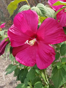 Hibiscus Hibiscus Moscheutos Giant Hardy Seeds for seasonal color across the Large Garden Blooms