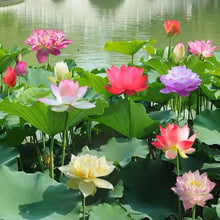 Lotto Star Flower Bonsai Seeds for growers establishing the Indoor Flower Bed