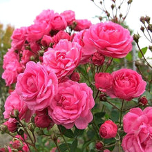 Purple & Red Rose Seeds for growers seeking a long-blooming display