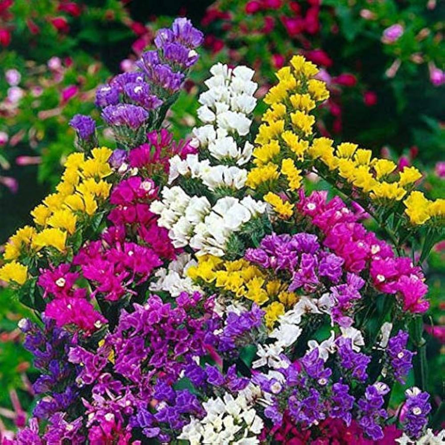 Statice Fortress Rose Flower Seeds â€“ Dried Flower Favorite with Long-Lasting Color