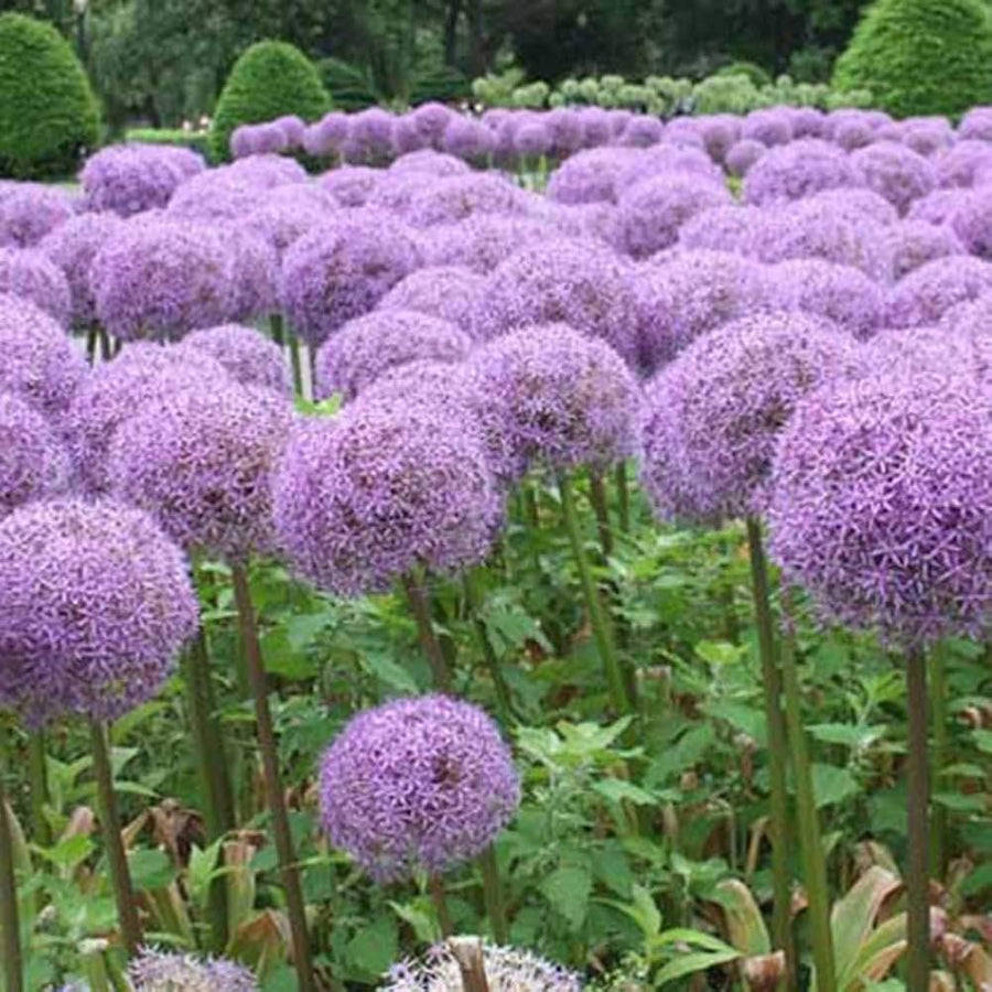 Giant Allium Allium Giganteum flower seeds for planting in backyard gardening and pollinator-friendly gardens - for planting in home garden