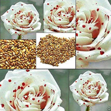 Rose Rosa Hybrida White Drop of Blood Seeds for a bright addition to the Decorative Garden Displays
