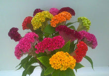 Cockscomb Seeds for colorful blooms in the Celosia bed tropical border