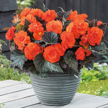Begonia Seeds (Begonia tuberhybrida) for a bright addition to the home garden or shaded containers