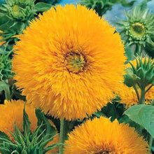 Gold Sunflower Seeds (Helianthus annuus) for a bright addition to the flower beds and summer gardens