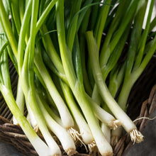 Chinese Chive Seeds (Allium tuberosum) for a fragrant addition to the Herb Garden & Urban Garden