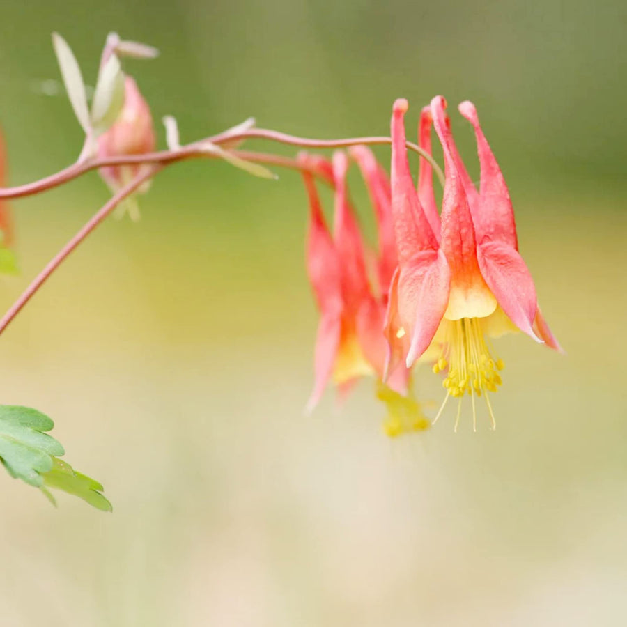 Akelei Wild Red ��������� Aquilegia canadensis ��������� for planting in flower bed and urban garden