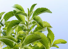 Stevia Tree Seeds for a lasting addition to the landscape