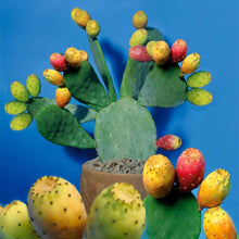 Prickly Pear Edible Seeds for growers wanting a homegrown harvest