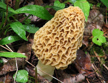 Morcheln live mycelium spores