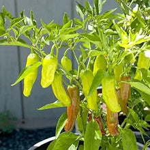 Golden (Greek Pepperoncini Capsicum annuum vegetable) for planting in garden