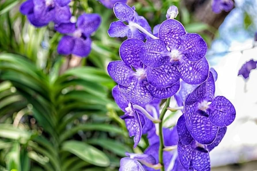 Hydroponic Orchid Seeds for indoor flowering