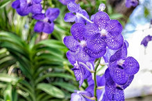 Hydroponic Orchid Seeds for indoor flowering