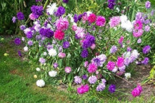 Aubrieta Cascade Lilac Seeds for growers seeking a long-blooming display